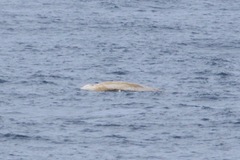 Ziphius cavirostris