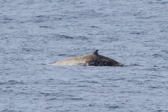 Ziphius cavirostris