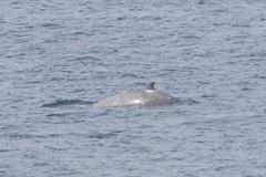 Ziphius cavirostris