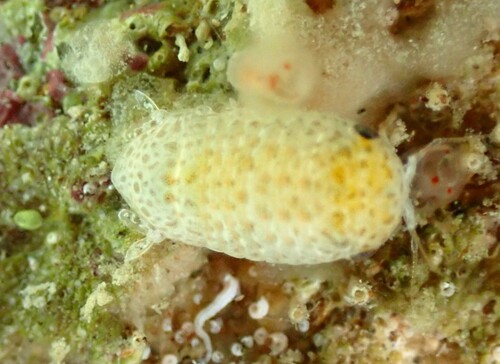 Cymodoce truncata