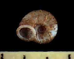 Vallonia parvula