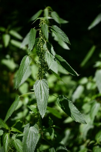 Urtica dioica iNat (3)
