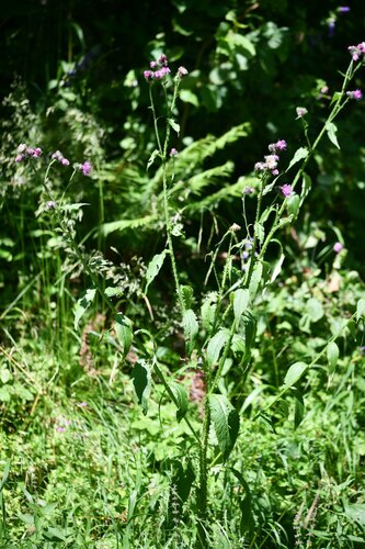 Carduus personata (Carduus personata)