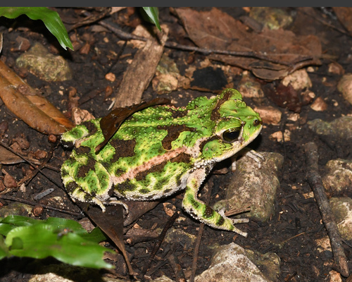 Eastern Cuba Giant Toad, Peltophryne peltocephala