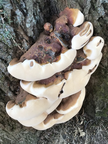 Ganoderma resinaceum