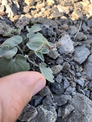 Viola purpurea integrifolia