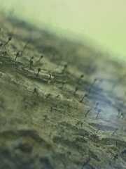 Phaeocalicium curtisii