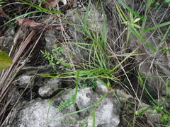 Cyperaceae