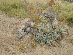 Dudleya virens insularis