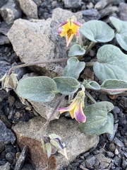 Viola purpurea integrifolia