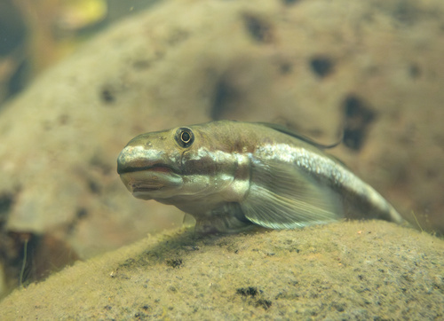 Oopu Nopili (Sicyopterus stimpsoni) — Gobiidae — 3