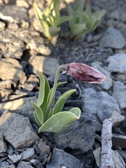 Fritillaria purdyi