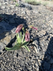 Fritillaria purdyi