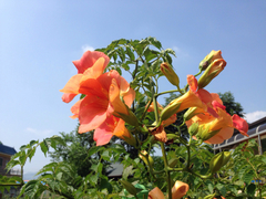 Campsis grandiflora