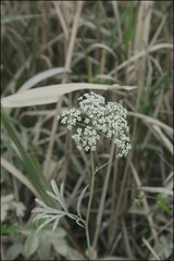 Pterygopleurum neurophyllum