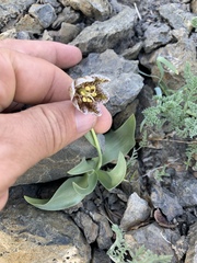 Fritillaria purdyi