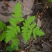 Gymnocarpium dryopteris - Photo (c) Susan Elliott,  זכויות יוצרים חלקיות (CC BY-NC), הועלה על ידי Susan Elliott
