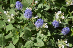 Ceanothus parvifolius