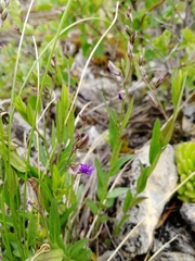 Polygala sibirica