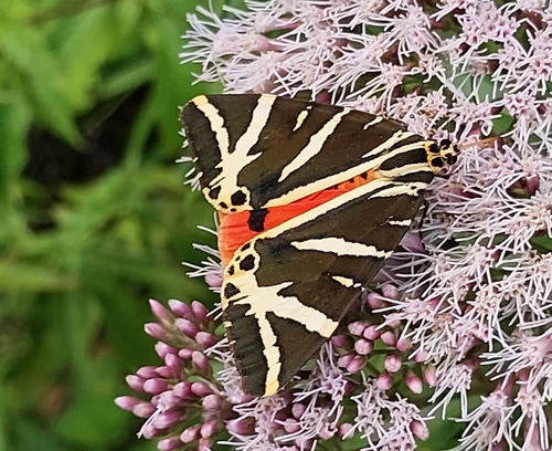 Jersey tiger