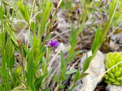 Polygala sibirica
