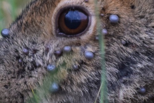 Rabbit Tick