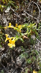 Diplacus longiflorus