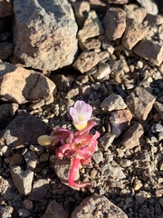 Claytonia saxosa