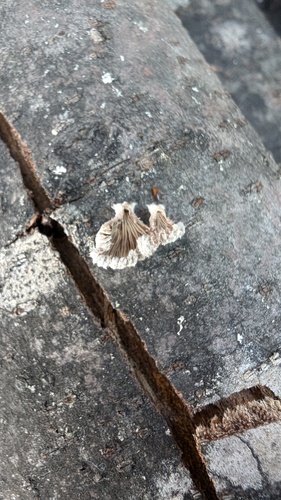 Schizophyllum commune