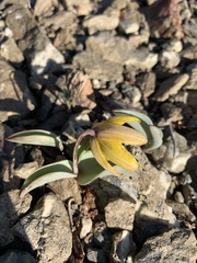 Fritillaria glauca