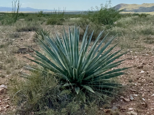 Agave palmeri
