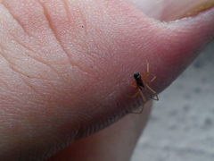 Neottiura bimaculata