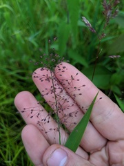 Dichanthelium implicatum