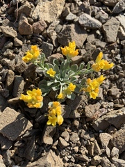Physaria occidentalis