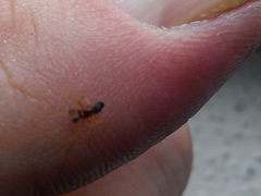 Neottiura bimaculata