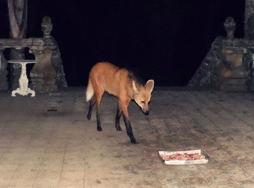 タテガミオオカミ