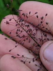 Dichanthelium implicatum