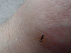 Neottiura bimaculata