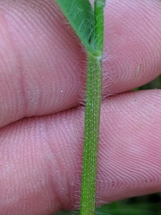 Dichanthelium implicatum