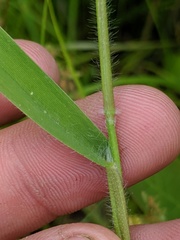 Dichanthelium implicatum