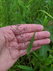 Dichanthelium implicatum