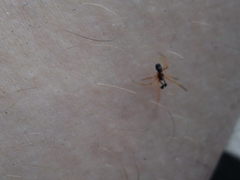 Neottiura bimaculata