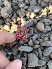 Claytonia saxosa