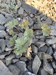 Delphinium antoninum