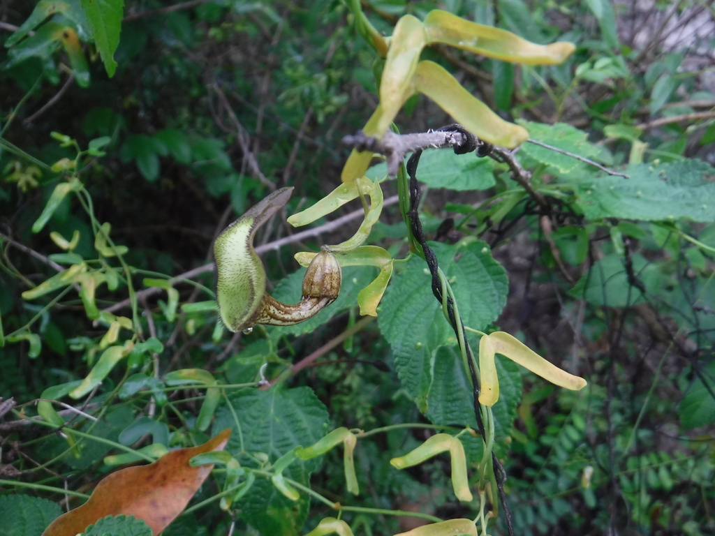 Aristolochia bonettiana