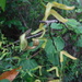 Aristolochia bonettiana - Photo (c) Martin Reith, some rights reserved (CC BY-NC), uploaded by Martin Reith