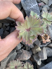 Delphinium antoninum