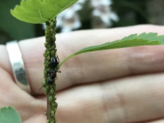 Camponotus pennsylvanicus