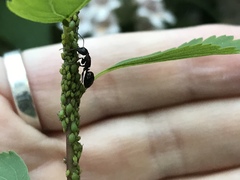 Camponotus pennsylvanicus