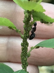 Camponotus pennsylvanicus